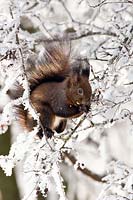 Squirrel in the snow, Sciurus vulgaris, Bavaria, Germany - Red Squirrel in snow, Sciurus vulgaris, Bavaria, Germany