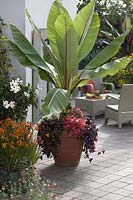 Tropical Terrace - Musa acuminata ( banana ) with Petunia Bingo 'Coral'