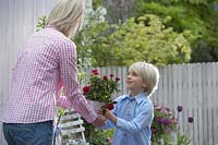 Boy gives his mother a pot of pink ( roses )
