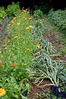 Noun - before harvest flattened garlic ( Allium sativum ), behind calendula ( marigold ) in series