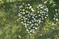 Heart of Bellis ( daisy ) cut into the lawn