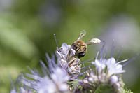 Bee, honey bee ( Apis mellifera ) on Phacelia ( bee pasture )
