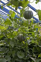 Melons 'Petit Gris de Rennes' ( Cucumis melo ) in the greenhouse