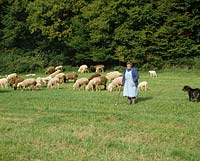 Sheep in summer pasture