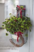 Oxalis deppei 'Iron Cross' ( lucky clover ) decorated in a tin pot with horseshoes