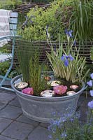 Zinc tub with marsh plants as a mini-pond