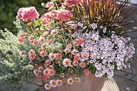 Argyranthemum frutescens 'Molimba Pink' ( Marguerite ), Diascia Breezee 'Pastel'