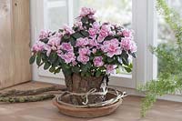 Rhododendron simsii 'Doberlug' ( Zimmerazalee )