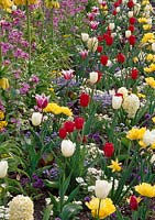 Colorful spring border with Tulipa ( tulips ), hyacinth ( Hyacinth ), Arabis ( sicklepod ), Fritillaria ( Kaiser crown ), Myosotis ( forget-me )