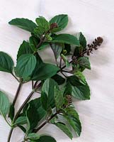 Bergamot Mint ( Mentha citrata )