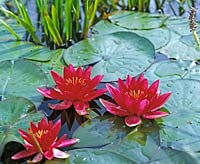 Nymphaea - HYBR. 'Escarboucle' ( water lily )