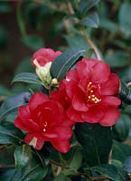 Camellia 'HIRYU'