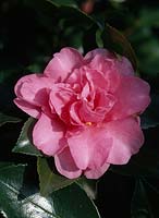 Camellia sasanqua 'Showa-NO