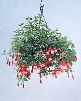 Fuchsia HYBR.