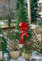 bind yew - Christmas bow on Taxus