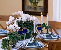 Festive table decoration of Cyclamen persicum - cyclamen,
