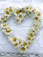 Heart of Leucanthemum - oxeye daisies on white