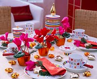 Table decoration with cyclamen, Christmas