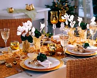 White and gold table decoration - Cyclamen - Cyclamen, angel hair as plug-in help, Blä