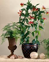 Gloriosa Rothschildiana ( glory flower )