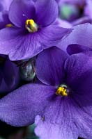 Saintpaulia ionantha ( african violet )