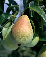Pear 'Clapp's Favorite'