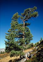 Pinus cembra ( stone pine ) and Arbe, Arve, stone pine or stone pine called in its natural habitat in the Alps