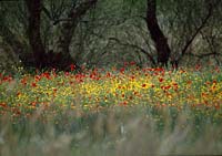 Meadow with poppies AND Crowfoot