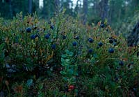 called blueberry ( Vaccinium myrtillus ), regional and blueberry, black berry, berry Moll, Wild Berry, Wild Berry, Bickbeere, Zeckbeere, Cranberry
