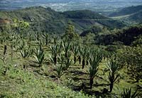 Sisal ( Agave sisalana ), plantation in Mexico, plants for Sisalgewinnung for the textile industry