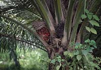 Oil palm ( Elaeis guineensis ), tropical crop for the production of palm oil