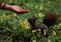 Squirrel ( Sciurus vulgaris ) elatior between Primula ( Primrose ), with hand feed