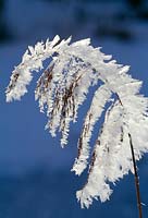 Reeds with hoarfrost