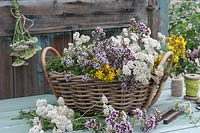 Freshly harvested medicinal plants in the basket