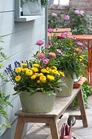 Tin pots with Bracteantha Sunbrella 'Pink' 'Yellow' ( helichrysum )
