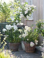 White balcony with Rosa 'bee pastures' ( Miniature Rose ) on trunk