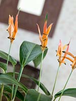 Heliconia Olympic Dream