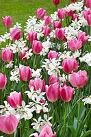 Tulipa Early Glory and Narcissus Thalia