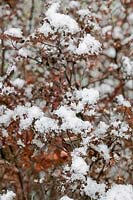 Spirea covered with snow