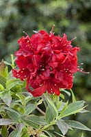 Rhododendron Arneson Ruby