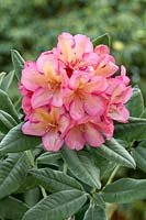 Rhododendron Balalaika