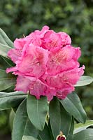 Rhododendron Hachbell BELLEVUE
