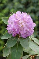 Rhododendron Gisela
