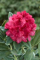 Rhododendron Marianne von Weizäcker