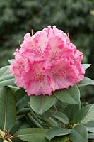 Rhododendron Rosa Millennium ®