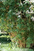 Bambusa multiplex Alphonse Karr