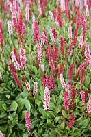 Persicaria Donald Lowndes