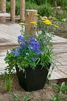 Mixed plant container with perennials