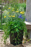 Mixed plant container with perennials