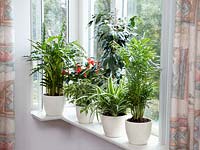 Indoor plants mix on window sill